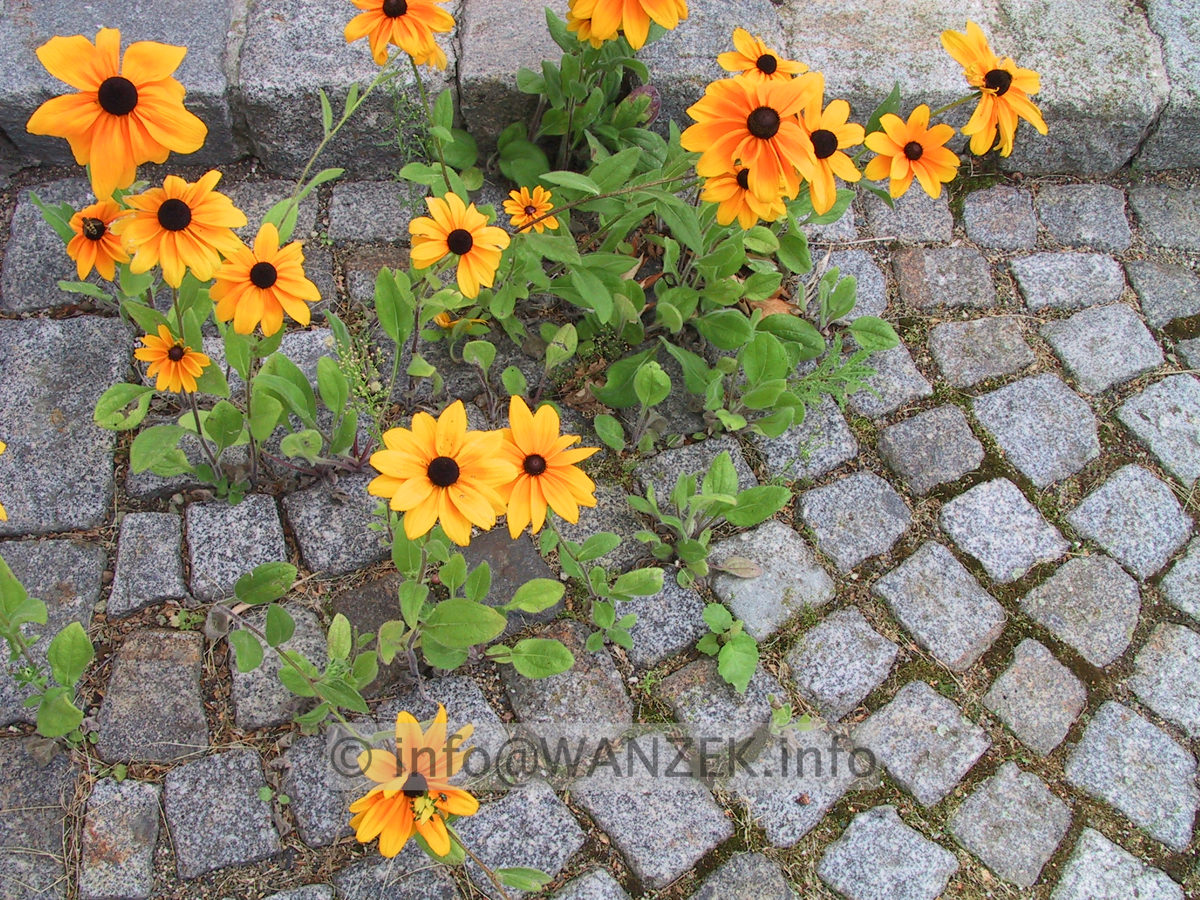 Rudbeckia hirta Indian Summer 06 in Steinfugen.JPG